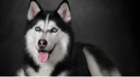 雪橇犬有几种犬（雪地犬的品种叫什么）