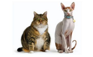 如何判断猫咪肥胖（猫咪胖瘦对照）