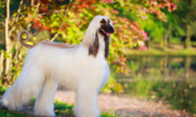 阿富汗猎犬厉害吗（猎犬攻击性怎么样）