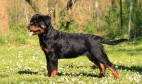 罗威纳犬可以长到多大（罗威纳犬长成是多大的犬）