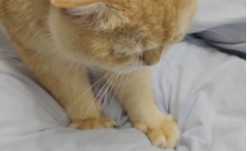 猫咪踩奶是什么意思（猫咪一般对谁踩奶）