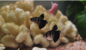 黑裙鱼多久喂一次（黑裙鱼吃什么）