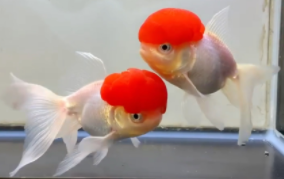 金鱼的体长和全长的区别（金鱼的长度）