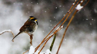 鸟善于飞行的八大特征（鸟适于飞行三个外部特征）