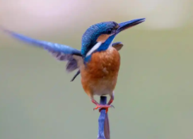 鸟类气囊的作用（鸟类的气囊有哪四个功能）