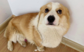 狗狗大便软有血丝（狗狗呕吐带血粘液）