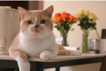 猫咪知道自己的名字么（猫咪知道自己被凶了吗）