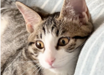 母猫怎么绝育（母猫绝育切掉的子宫会有影响么）