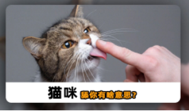 猫咪舔人的脸和手什么意思（猫咪主动卧你身上代表什么）