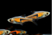 三角灯鱼是什么鱼（大三角灯鱼有攻击性吗）