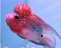 火口鱼与罗汉鱼的区别（火口鱼可以和龙鱼混养）