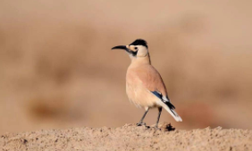 沙漠有哪些鸟类（鸟类有哪些）