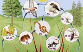 鸟类的食物链（动物食物链有哪些）