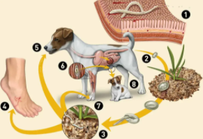 钩虫会引起肛门瘙痒吗怎么治疗（肛门潮湿瘙痒是怎么回事）