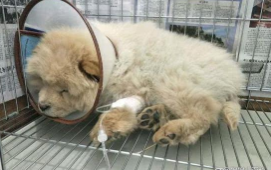 狗细小会传染给人吗（细小1到7天症状）