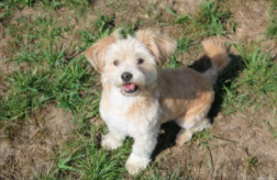 各种串串狗辨认（串串狗几个月长得最快）