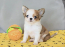 吉娃娃有什么颜色（吉娃娃哪种颜色好）