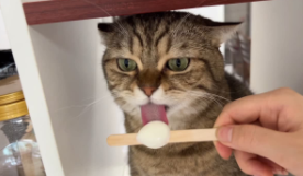 猫咪吃冰棍（夏天猫咪的健康状况）