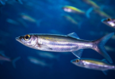 堤鱼是什么鱼（堤鱼的为什么叫堤鱼）