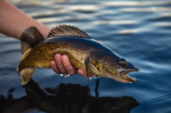 鳜鱼是淡水还是海水（鳜鱼自来水能养活吗）