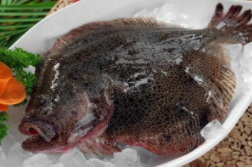 多宝鱼是淡水鱼还是海鱼（多宝鱼是什么档次的鱼）