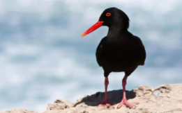 红嘴黑身鸟叫什么名字（红嘴黑羽毛的鸟是什么鸟）