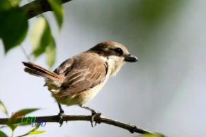 鸟的发育过程按顺序（鸟的生殖经过了哪三个阶段）