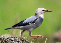 丝光椋鸟的品种分类（丝光椋鸟价位）