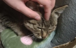 幼犬得了冠状传染给人不（小狗冠状熬过几天算好了）