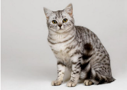 猫来月经多久一次（猫也会来月经吗一年几次）