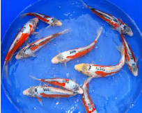 秋翠锦鲤什么时候出状态（秋翠锦鲤属于什么档次）