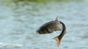 白鲢鱼属于什么鱼（白鲢鱼的生长环境）