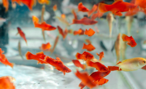 红箭鱼白毛病最简单治疗（红箭尾巴发白能自愈）