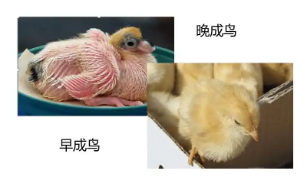 早成鸟与晚成鸟的区别（鸟类繁殖期的注意事项）