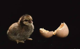 什么是早成鸟（早成鸟名词解释）