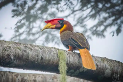 冷门但绝美的鸟类（诗经中好听的鸟类名字）