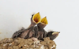 晚成雏包括哪些鸟（鸡是晚成雏吗）