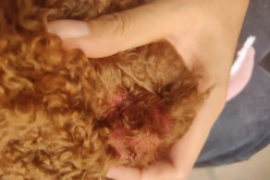 狗皮肤病怎么根治（狗狗皮肤病用碘伏跟红霉素）