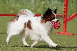 蝴蝶犬名贵吗值得养吗（比熊犬好养吗）