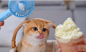 猫咪吃冰淇淋的好处（猫咪非常爱吃雪糕）