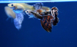 孔雀鱼品种特点介绍（孔雀鱼三大人气品种）