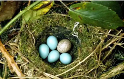 杜鹃鸟把蛋下到哪些鸟巢（把自己鸟蛋扔别的鸟窝）