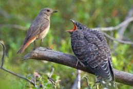 杜鹃鸟有什么典故（杜鹃鸟的寓意好吗）
