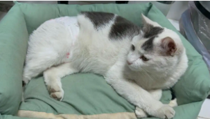 公猫多大绝育好（公猫绝育后腮帮子没了）