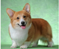 柯基好养活吗（十大最干净最好养的狗）