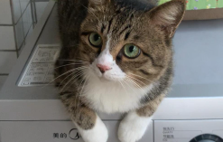 猫对主人的记忆有多久?（打一次猫多久会原谅你）