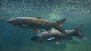 鱼类大全识鱼淡水鱼（鱼类大全常见）