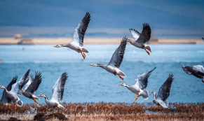 鸟类的飞行原理是什么（鸟翅膀飞行原理说明）