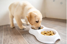 狗吃东西很急怎么改善（狗狗吃东西太快怎么办）