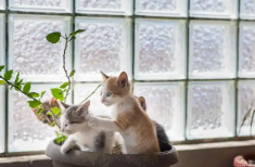 猫咪生病时的睡姿是什么（怎么判断猫咪发烧）